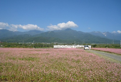 赤そば畑と飯田線