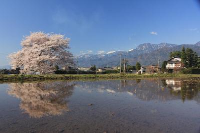 大町市須沼の一本桜です！！ | 北アルプスCOOL便