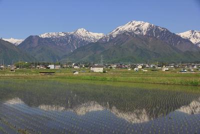 水田が水鏡になっています！！ | 北アルプスCOOL便