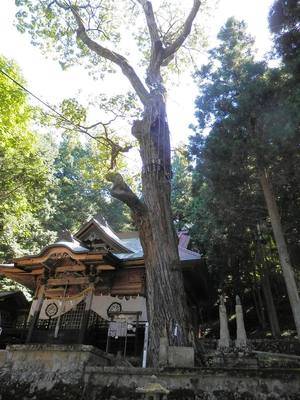 巨樹・古木を訪ねて ～アカマツの巨木～ | い～な 上伊那