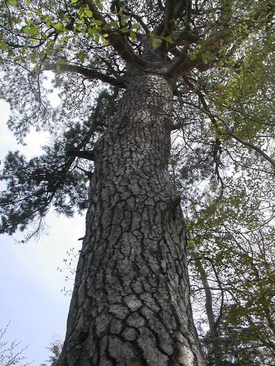 巨樹・古木を訪ねて ～アカマツの巨木～ | い～な 上伊那