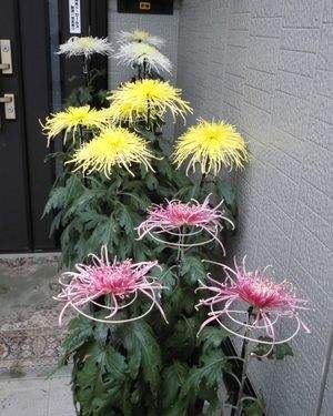 菊花咲き競う頃【井月さんのこころ33】 | い～な 上伊那