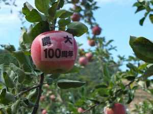 100周年リンゴ