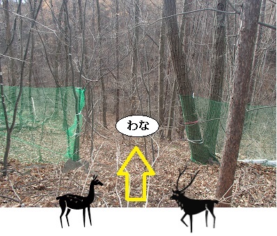 ニホンジカをネットで遮り誘導する新たな捕獲の取り組み | 「旬」の