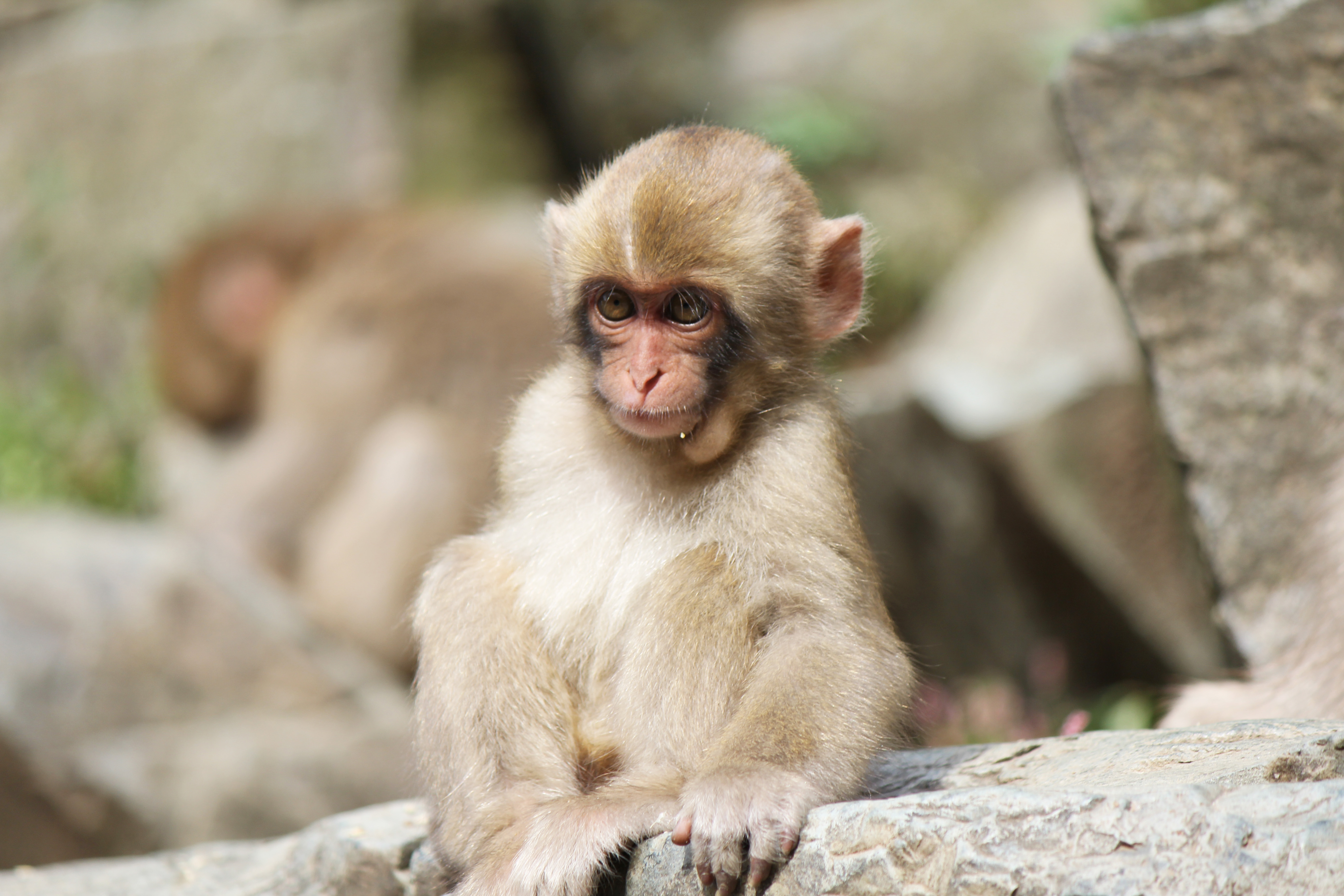 くらりすさん 日本の真ん中へん くらりすさんの作品 長野県下高井郡山ノ内の地獄谷温泉にある野猿公苑の野生の子猿です 何を見つめているのでしょうか 可愛いです