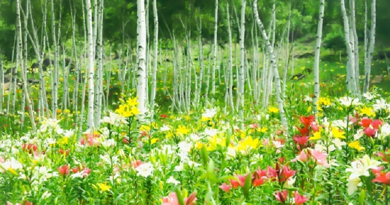 しあわせ信州/長野県魅力発信ブログ