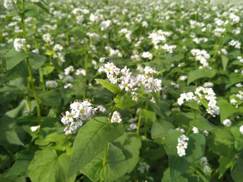 ９月上旬まで見頃 中山高原のそばの花がきれいに咲いています 北アルプスcool便