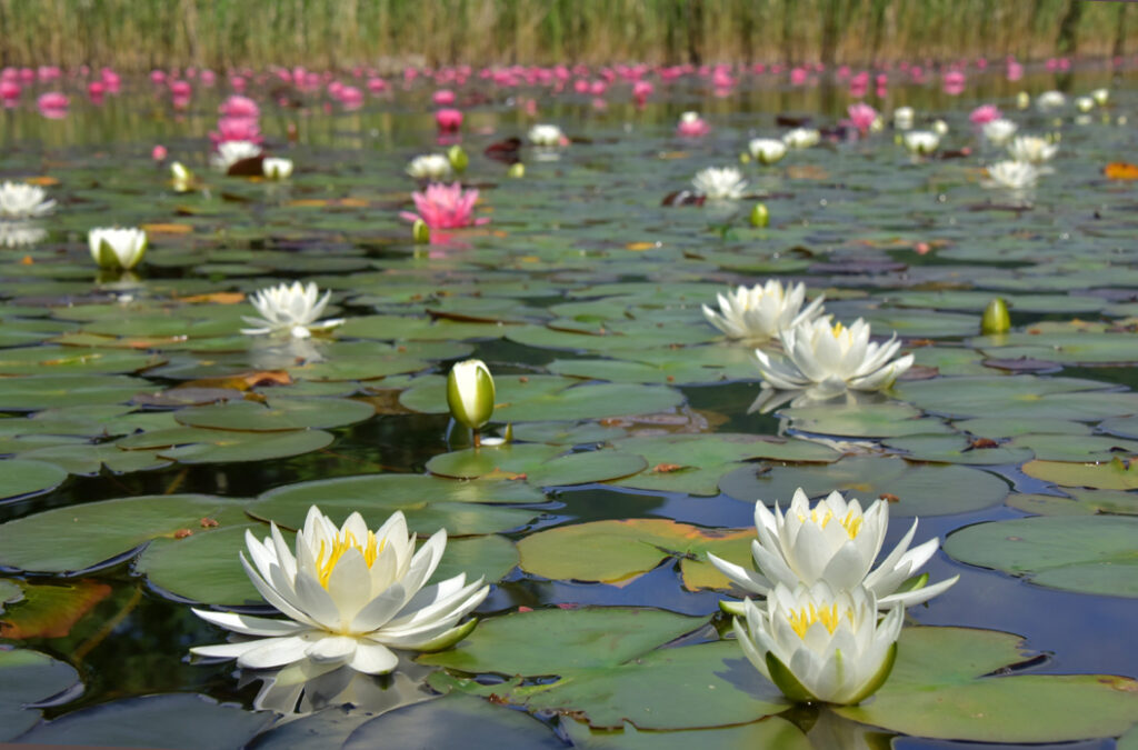 水蓮 Amazon | プロトリーフ 睡蓮の土 5L & 睡蓮の肥料 3g×15包【セット買い