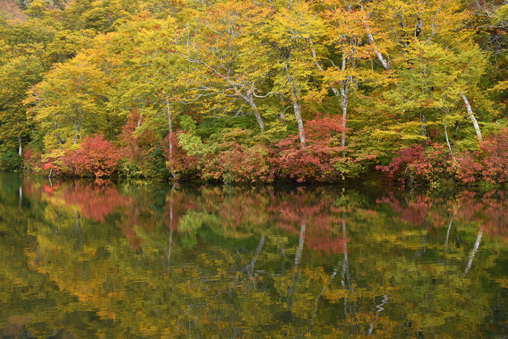 深山の錦秋ひそやかに☆小谷村・鎌池の紅葉見頃です | 北アルプスCOOL便