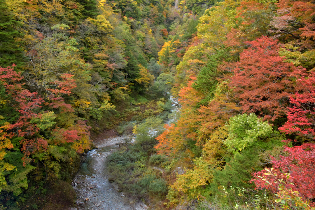 秘境にも秋の彩り☆大町市・高瀬渓谷の紅葉見頃です | 北アルプスCOOL便