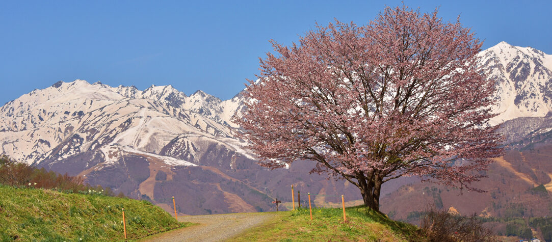 北アルプスCOOL便　北アルプス山麓に広がるこの地域の大自然はもちろん、 歴史、文化、おいしい食べ物など、さまざまな魅力を皆さんにお届けします！