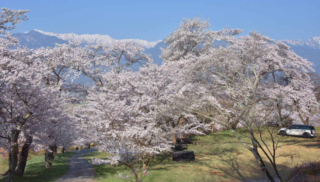 北ア山麓🌸桜紀行2024】①池田町・鵜山の桜【4月上旬開花予想】 | 北