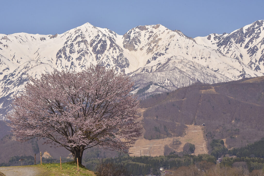 北ア山麓🌸桜紀行2024】⑤白馬村・野平の一本桜【4月下旬開花予想
