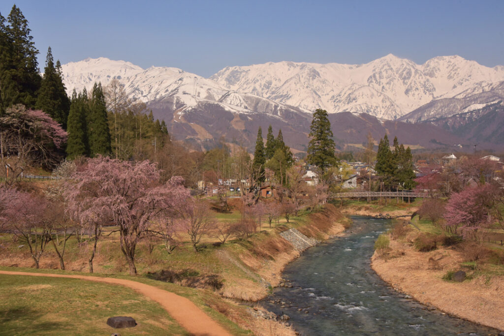 北ア山麓🌸桜紀行2024】④白馬村・大出公園の桜【4月下旬開花予想
