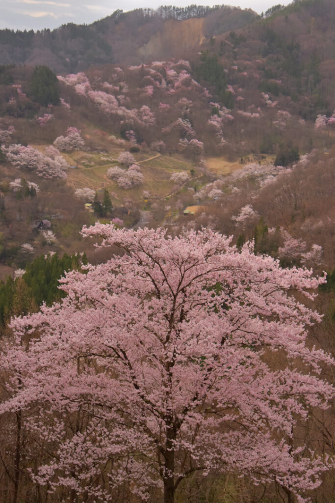 北ア山麓🌸桜紀行2024】②池田町陸郷・桜仙峡＆夢農場【4月上旬開花