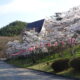 観光道路の桜が満開です！