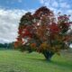 【北アルプス紅葉情報🍁】池田町の七色大カエデが見頃です！