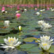 木崎湖にモネ? の睡蓮花盛り