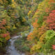 秘境にも秋の彩り★大町市・高瀬渓谷の紅葉見頃です