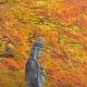 【北ア山麓★紅葉紀行】錦まとう山腹の古刹・霊松寺【１０月下旬～】