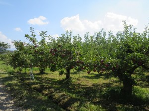 リンゴ畑
