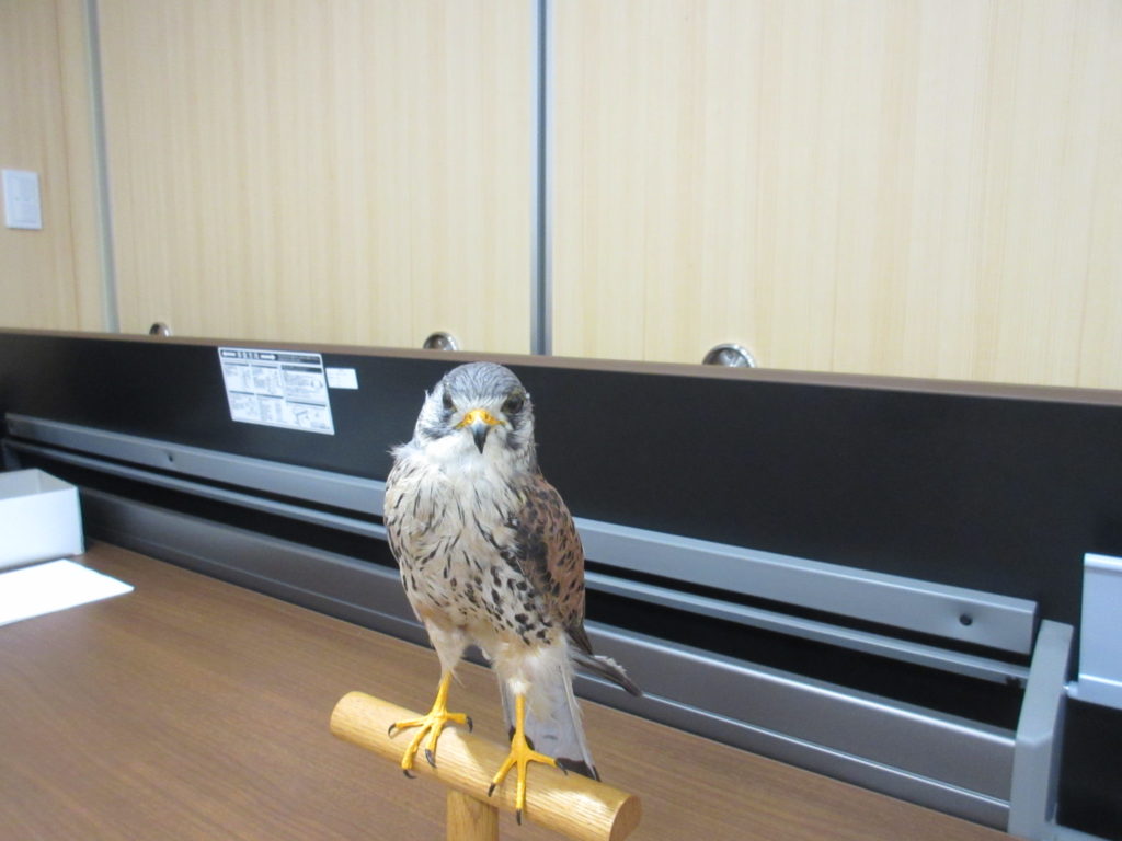 中野といったら チョウゲンボウ 北信州からごきげんよう