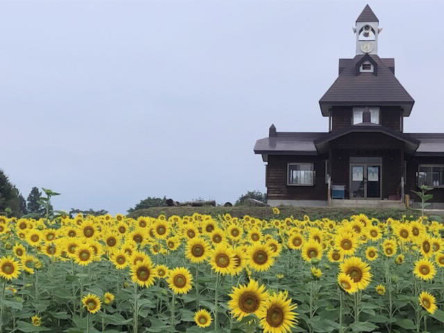 飯山市 菜の花公園 の夏は眩しい向日葵 ひまわり の黄色に染まっています 北信州からごきげんよう