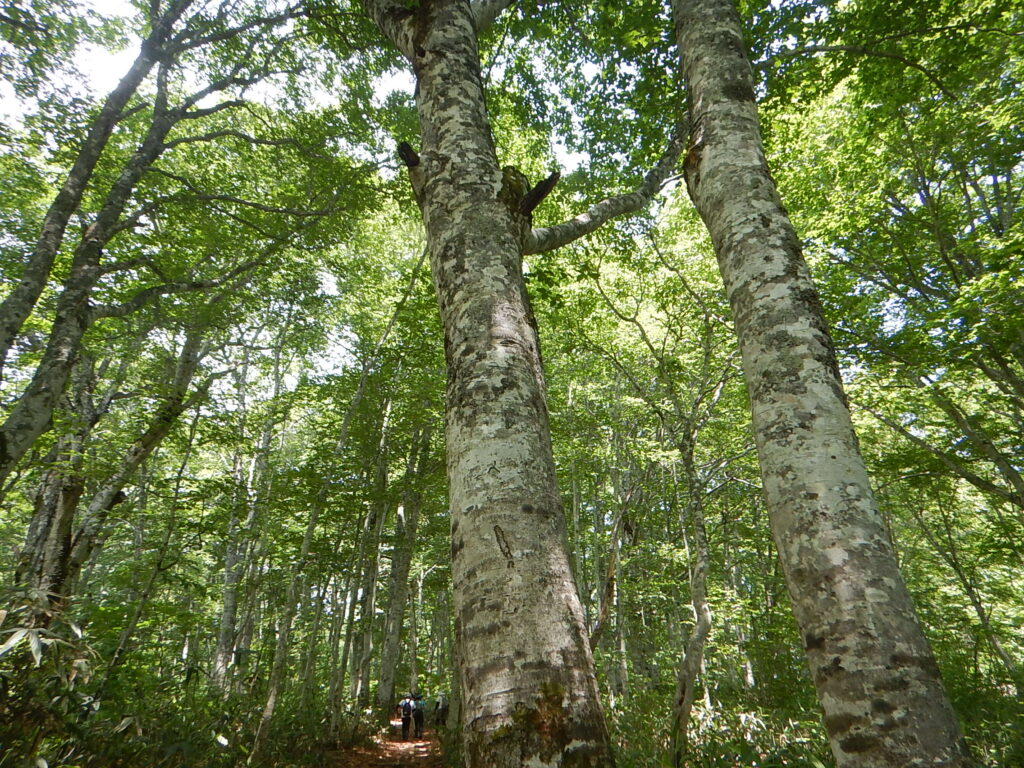 カヤの平高原で「ブナの森づくり」を行いました！ | 北信州から