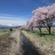 北信の桜を紹介します！！