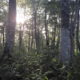 樹齢300年を超えるブナの原生林を歩こう！～カヤの平高原～（木島平村）～