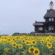 飯山市「菜の花公園」の夏は眩しい向日葵（ひまわり）の黄色に染まっています