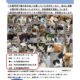 【8/14（日）】猫たちの第２回緊急譲渡会を開催します！