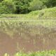 福島棚田の田植え体験会に参加しました！