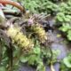【ぐるっと！食・農】秋山郷のわさび田で魅力発見！