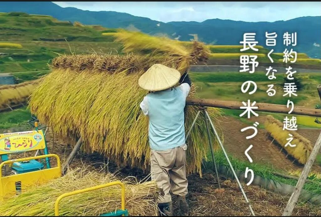 制約を乗り越え旨くなる長野の米づくり | 信州の逸品