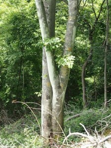 ３本目のナンジャモンジャの木の幹