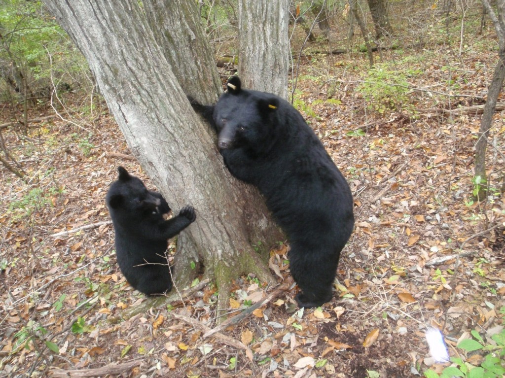 真田のクマを語る集い」が開催されます | じょうしょう気流