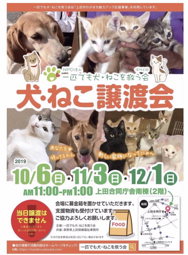 犬 ねこの休日譲渡会 が 12月1日に上田合同庁舎南棟で開催されます じょうしょう気流