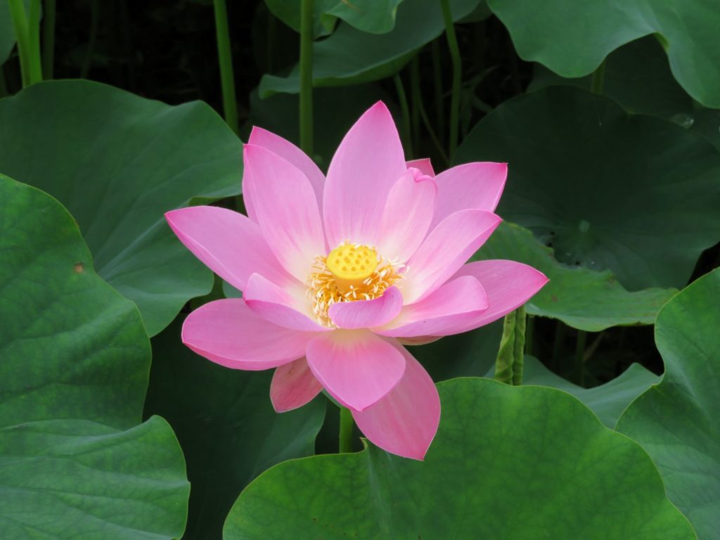 上田市 信濃国分寺の蓮（ハス）の花 | じょうしょう気流