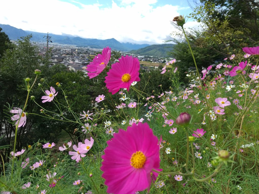 ウォーキング大賞でどこ歩こう？その1 コスモスを見ながら上田市西部