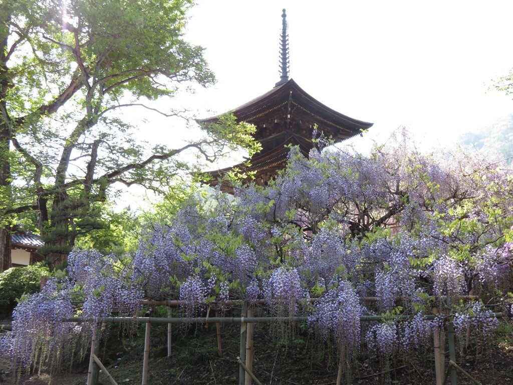 藤の花といえば あの大ヒットアニメ 上田市前山寺と信濃国分寺史跡公園の藤の花 じょうしょう気流