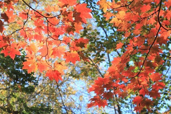 ～秋山シーズン到来～ 秋山の魅力と注意点！ じょうしょう気流