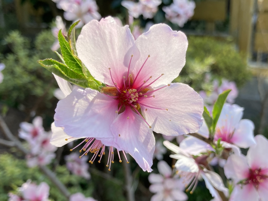 春の花が咲きました！ サクラではないですよ🌸 | じょうしょう気流