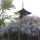 藤の花といえば、あの大ヒットアニメ？上田市前山寺と信濃国分寺史跡公園の藤の花