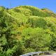 新緑、山桜咲く太郎山へ登りました！！
