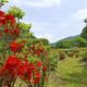 鹿教湯が誇るレンゲツツジ！どの花みてもきれいだな～♪