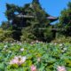 上田市国分「信濃国分寺北側 ハス田」ハスの花を見に行きました