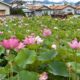 上田市国分『信濃国分寺』でハスの花が見頃です🌸