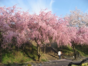 6021-01大草城址公園の桜