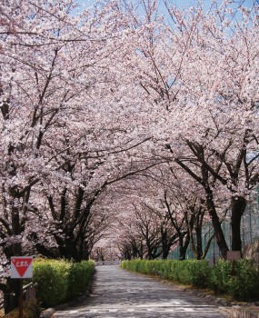 4016-01与田切公園の桜
